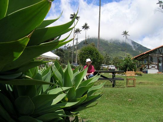 Im Valle de Cocora