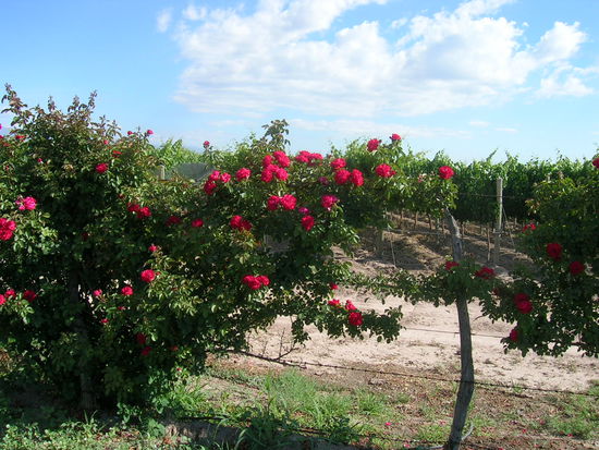 Weinstöcke im Valle del Uco