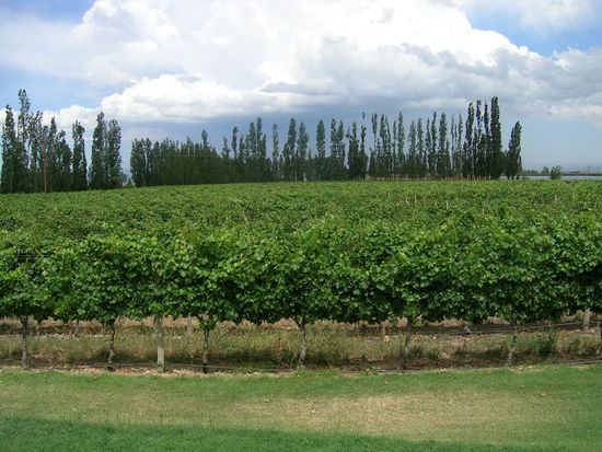 Die Felder im Weingut Salentein