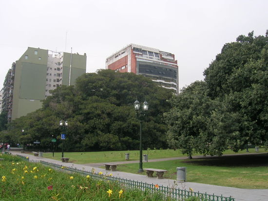 Der Grosse Gummibaum vor dem Hotel Etoile in Buenos Aires
