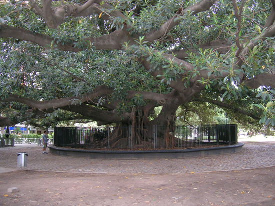 200 Jahre alter Gummibaum in Recoleta