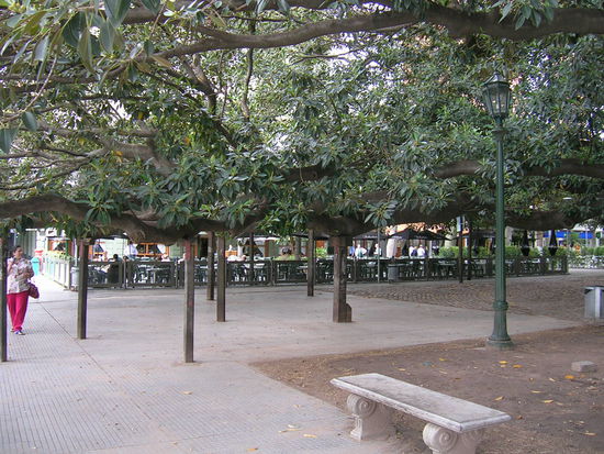 Promenade unter dem grossen Gummibaum