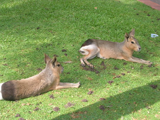 Pampahasen im Buenos Aires Zoo