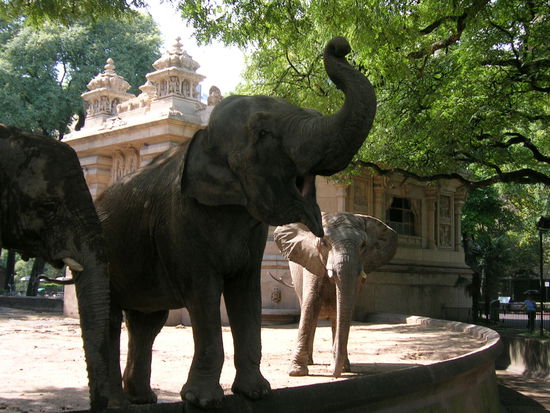 Elefanten im Buenos Aires Zoo