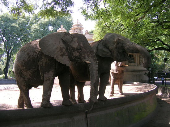 Elefanten im Buenos Aires Zoo