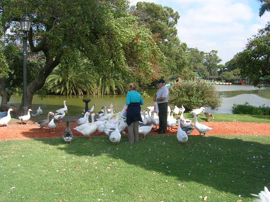 Gänse im Rosengarten