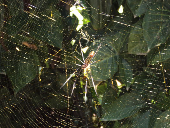 Spinnennetz mit Einwohner