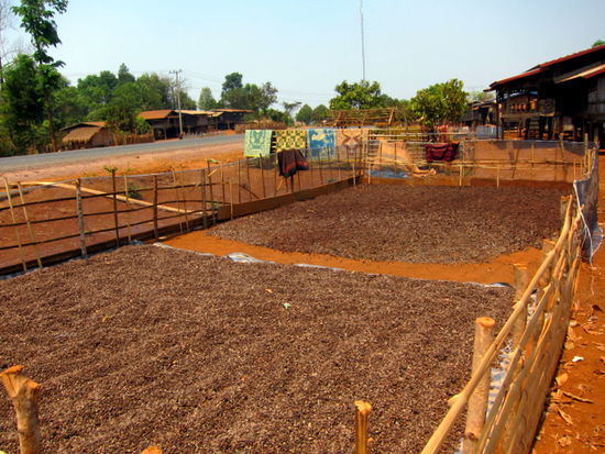 Trocknen von Kaffeebohnen