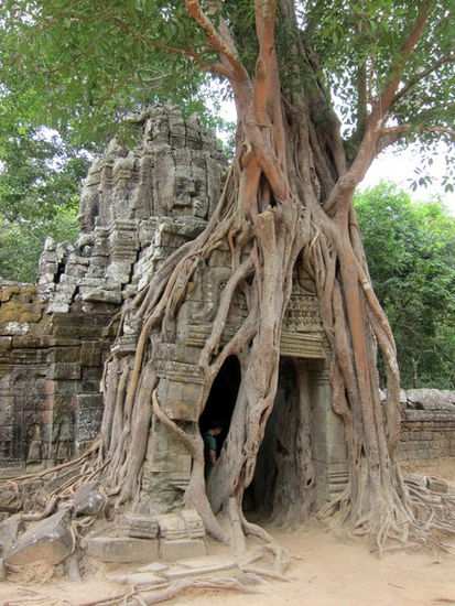Ta Som - Würgefeige über einem Gopuram (Torturm)