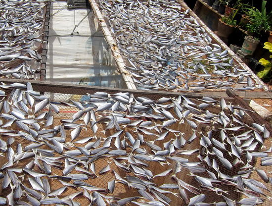 Fischhälften werden getrocknet... mhhh...