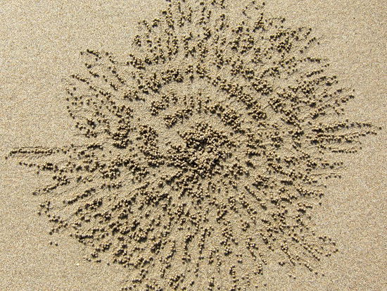 'Crab-Art'