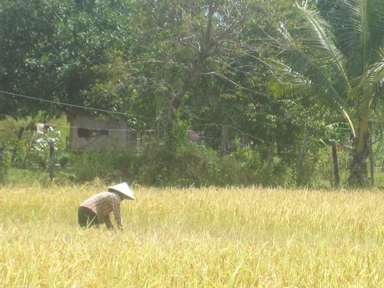 Erntearbeit bei ueber 30 Grad in der Sonne...