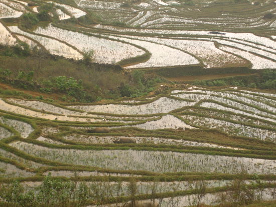 Reisterassen soweit das Auge reicht!