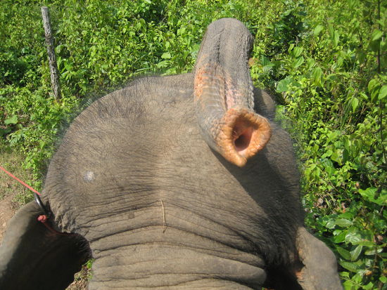beim Elefantenreiten
Unser Elefant war ziemlich verfressen. Er verlangte staendig nach Bananen und weigerte sich stets weiter zu laufen.