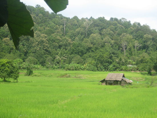 Reisfeld - beim Wandern durch die Berglandschaft