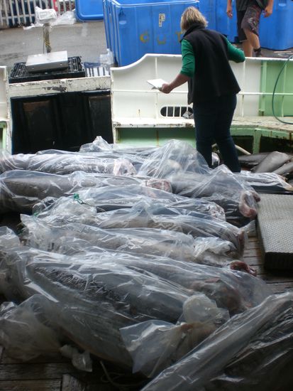 Beim Ausladen der Fische in Freo