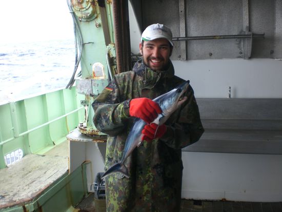 Hier der Hai nochmal in klein. *g*