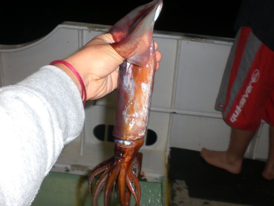 ...und das ist unsere Abendbeschäftigung - wir angeln nach Squit. *g*