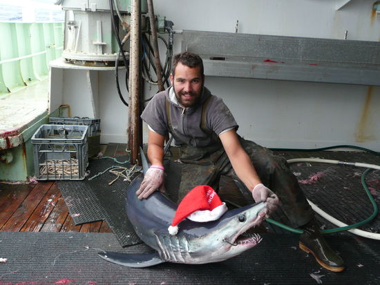 Einer der ganz seltenen "Niko-Haie" *g*.