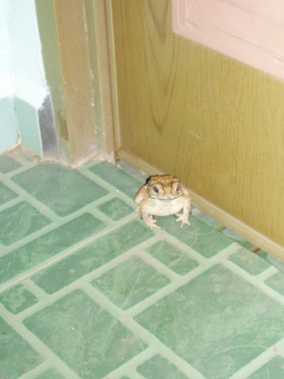 Ullis Freunde - Amphibien 