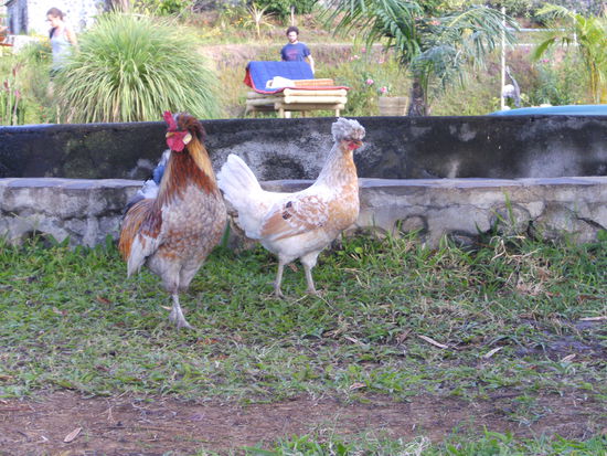 Hier sehen Sie das sehr seltene Dauerwellen- oder Pudelhuhn