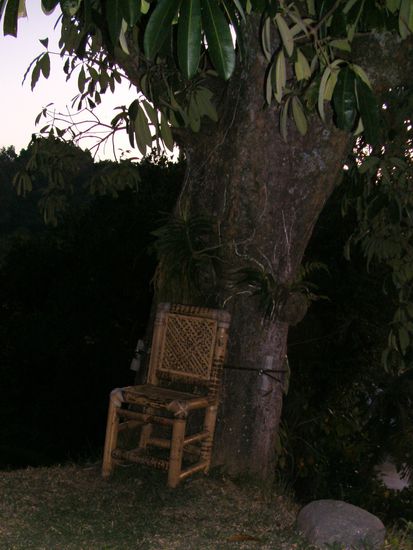 Die Dauerwellen- oder Pudelhühner schlafen im Baum, der Stuhl dient als Aufstiegshilfe.