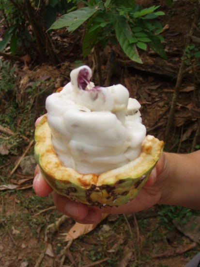 Warum schmeckt der Kakao nicht nach Schoki?