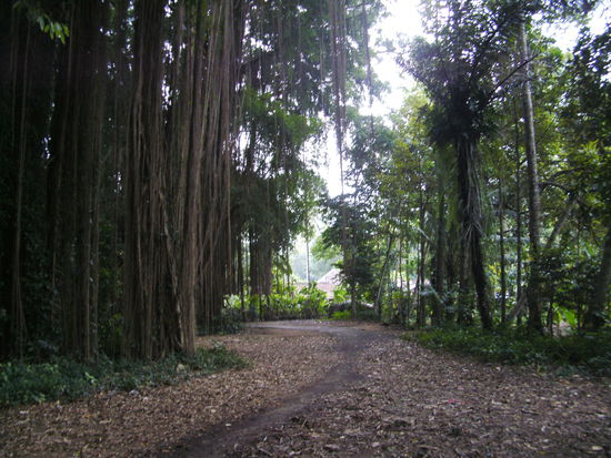 Heilige Banyanbäume im Dorf