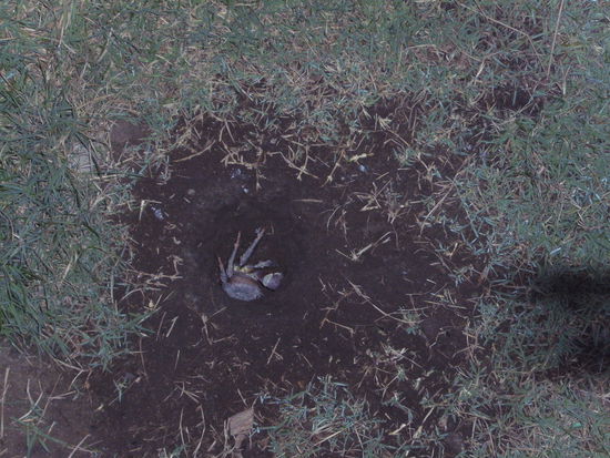 Unser Fast-Mitbewohner Krebsi