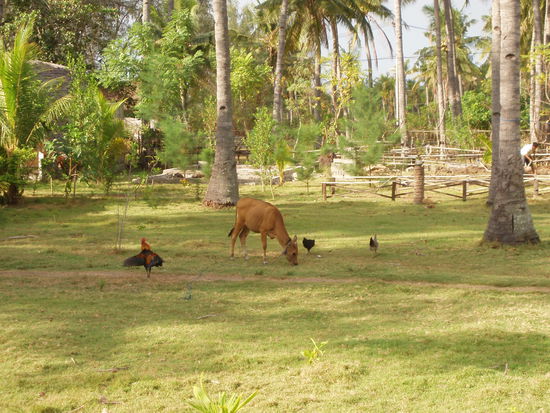 Blick von unserem Bungalow