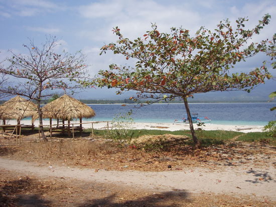 Hier mal ein paar Laubbäume am Traumstrand