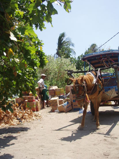 Per Minipferdekutsche zum Hafen