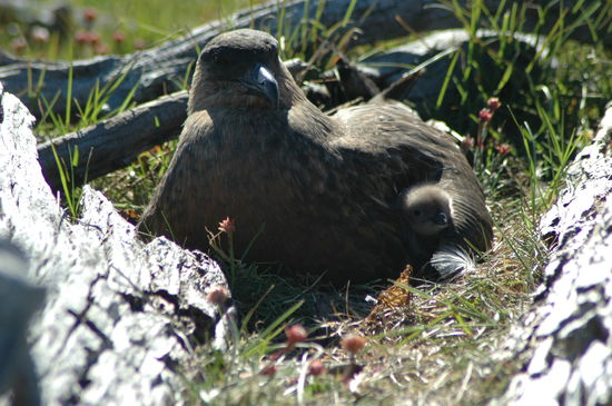 Das Junge auf der Seite Megasüess