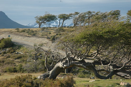 Alle Bäume in Windrichtung unglaublich