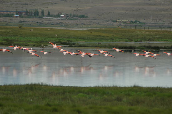 Die Flamingos kamen noch einmal zurück aber dann hatten sie genug