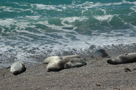 Noch mehr Seehunde die wirklich sehr aktiv sind