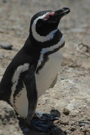 Frackträger leben hier in einer Riesen Kolonie aber es gab nur ein paar in der Nähe nicht so wie in Ushuaia.