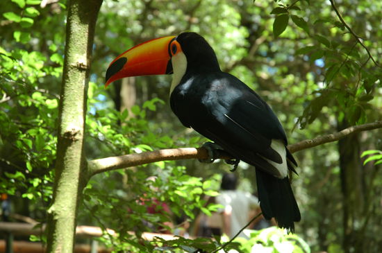 Im Vogelpark