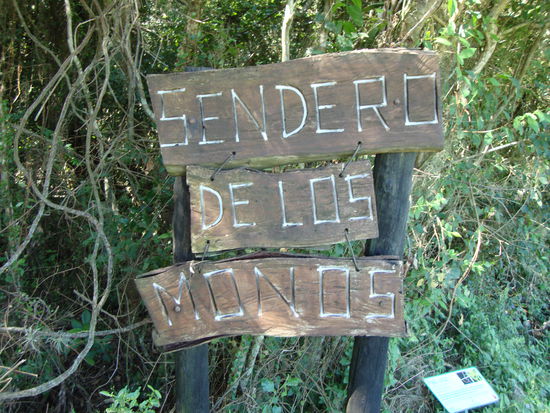 Der Weg der Affen.Man hoerte si bevor man sie sah,es waren Bruellaffen.Es war schwer sie zu finden........