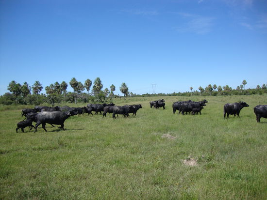 Als wir bei den Wasserbuffel vorbeikamen waren sie alle noch im Wasser doch in wenigen Sekunden haben sie die Kampfstellung eingenommen und uns umkreist.Der Cowboy erklärte uns das es kein Problem ist so lange wir auf dem Pferd sind.Alle Kuehe in ganz Suedamerika sind wildlebend und werden 2-3 mal im Jahr zusammen getrieben,deshalb ist der Mensch fuer sie sehr ungewohnt.Doch wie konnte es anders kommen mein Schaetzeli hat mitten in der Wasserbuffelherde den Hut verlohren.Der Cowboy hatte nicht sehr freude.