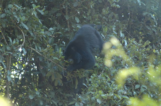 aber einer haben wir erwischt die anderen waren zu weit oben in den Bäumen.