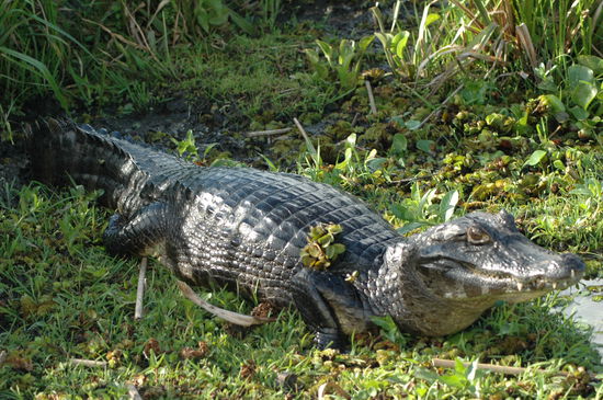 Wir machten ein paar Bootstouren und haben viele Krokis gesehen.