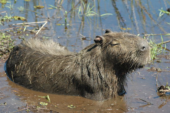 Sehr viele Wasserschweine und wenn man mit dem Boot heran fuhr bliben si genau so stehen.