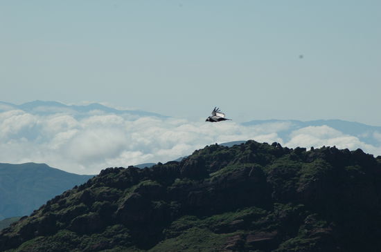 Der Kondor  zieht seine runden.