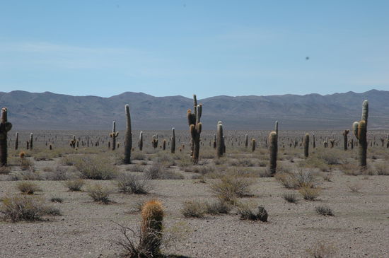 In mitten einer Hochebene ein Kaktuswald.Die Verschidensten Formen und wer hat sich wohl den Finger blutig gestochen?