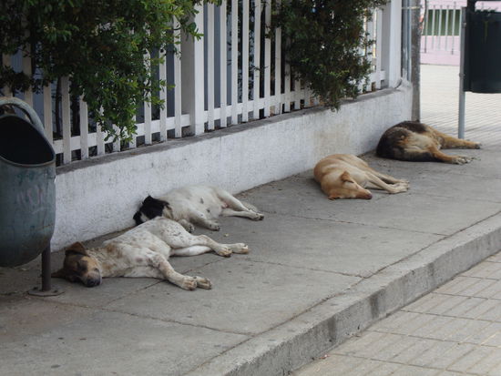 Streunende Hunde hat es überall sie könen einem Leid tun aber die sind Cool.