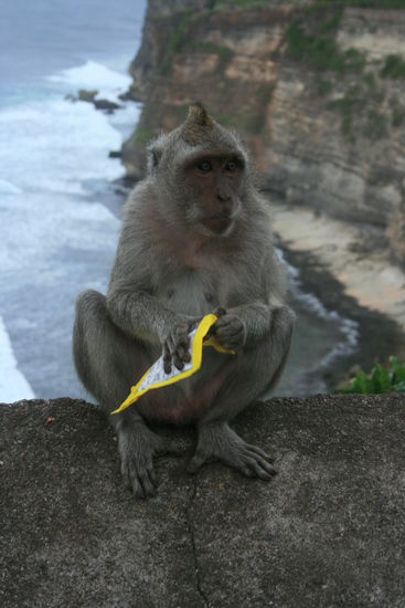 Die schlauen Affen am Uluwatu Tempel