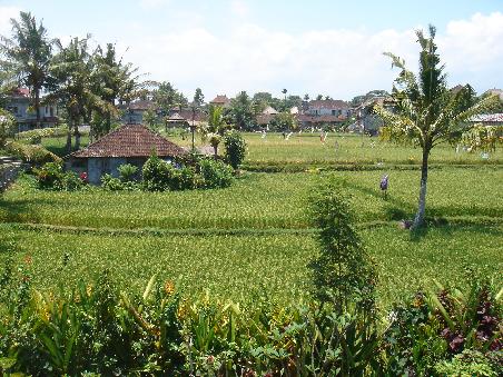 aussicht von unserer terrasse in ubud