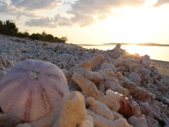 muschelstrand