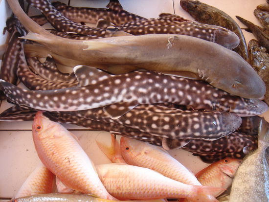 am local markt...kleine leopardenhaifische, wenns schmeckt?